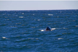 Fotoschlumpfs Abenteuerreisen auf Whalewatchingtour vor Cape Cod