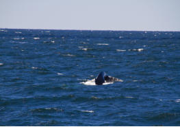 Fotoschlumpfs Abenteuerreisen auf Whalewatchingtour vor Cape Cod