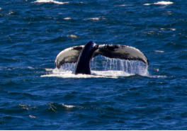 Fotoschlumpfs Abenteuerreisen auf Whalewatchingtour vor Cape Cod