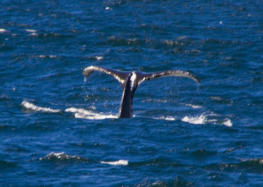 Fotoschlumpfs Abenteuerreisen auf Whalewatchingtour vor Cape Cod