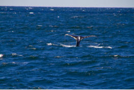 Fotoschlumpfs Abenteuerreisen auf Whalewatchingtour vor Cape Cod